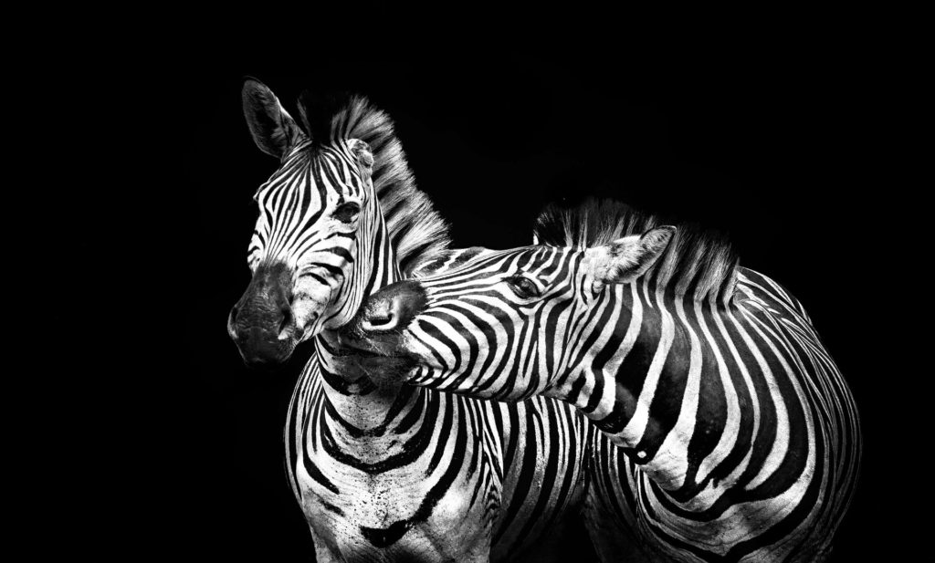 Duas zebras num fundo negro
