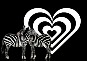 Duas zebras cruzadas com um fundo com negro e decorado com um coração de listras pretas e brancas.