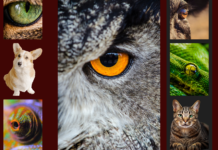 Quantas cores conseguem os animais ver? visão dos animais